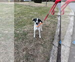 Small #5 Pointer Mix