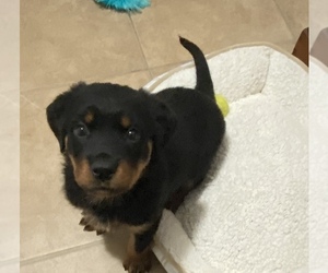 Rottweiler Puppy for sale in TAMPA, FL, USA