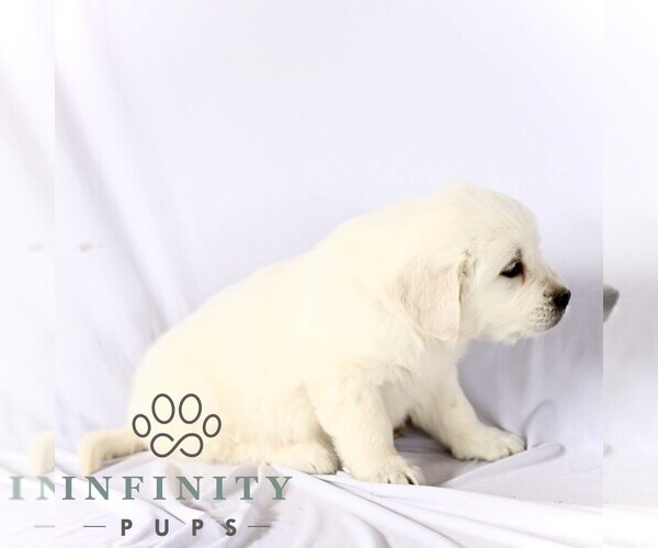 Medium Photo #3 English Cream Golden Retriever Puppy For Sale in GORDONVILLE, PA, USA
