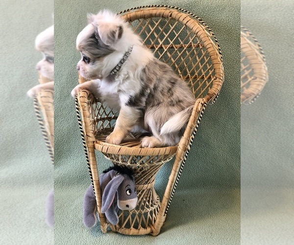 Medium Photo #4 Chihuahua Puppy For Sale in NEWVILLE, PA, USA