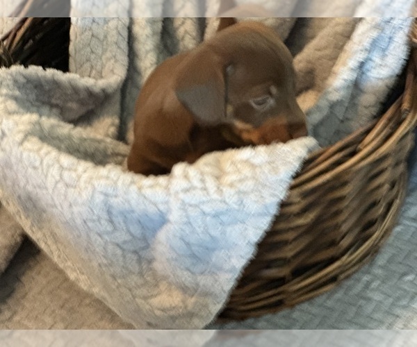 Medium Photo #2 Dachshund Puppy For Sale in MURFREESBORO, TN, USA