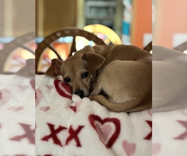 Medium Photo #8 Cheagle Puppy For Sale in EVERGREEN PARK, IL, USA