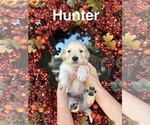 Puppy Hunter Golden Retriever