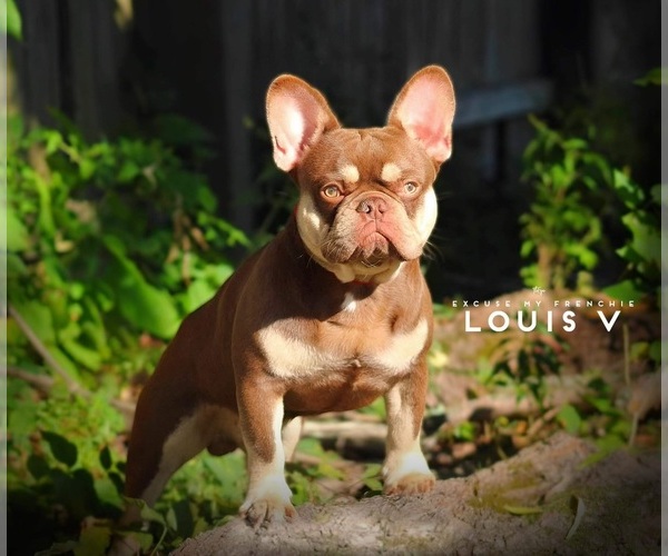 Medium Photo #5 French Bulldog Puppy For Sale in INDIANAPOLIS, IN, USA