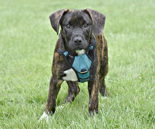 Medium Photo #1 Border-Aussie Puppy For Sale in Spring Lake, NJ, USA