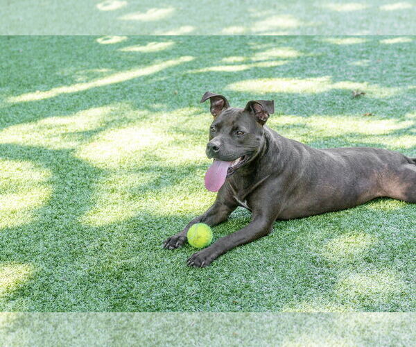 Medium Photo #4 Mutt Puppy For Sale in Hilton Head, SC, USA