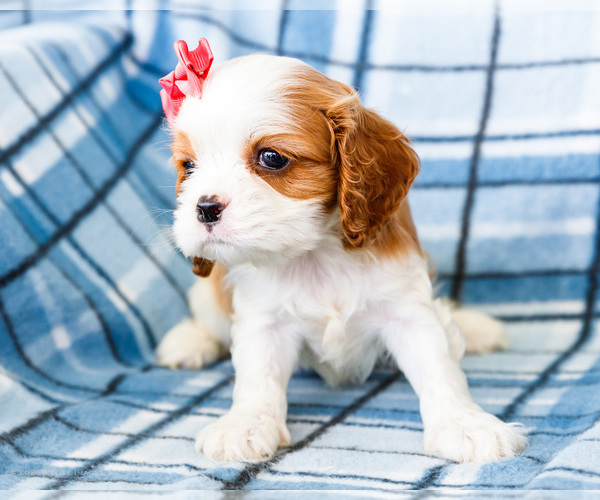 Medium Photo #2 Cockalier Puppy For Sale in WAKARUSA, IN, USA
