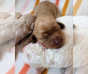 Medium Cavapoo (Miniature)