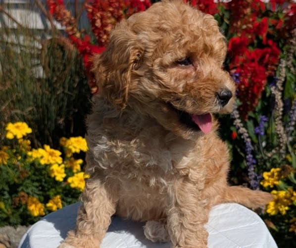 Medium Photo #9 Goldendoodle (Miniature) Puppy For Sale in GOSHEN, IN, USA