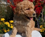 Small #8 Goldendoodle (Miniature)