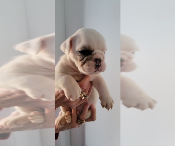 Medium Photo #15 English Bulldog Puppy For Sale in CAPE CORAL, FL, USA