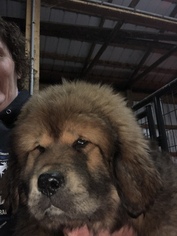 Tibetan Mastiff Puppy for sale in BLOOMFIELD, KY, USA