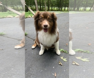 Father of the Australian Shepherd puppies born on 02/16/2022