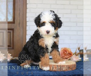 Bernedoodle (Miniature) Puppy for sale in PARADISE, PA, USA