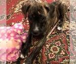 Small #3 Boxer Mix