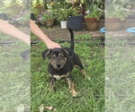 Small #1 Plott Hound Mix