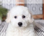 Small Photo #3 Bichon Frise Puppy For Sale in NAPLES, FL, USA