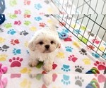 Small #3 Shih Tzu