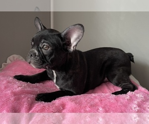 French Bulldog Puppy for sale in WATER VIEW, VA, USA