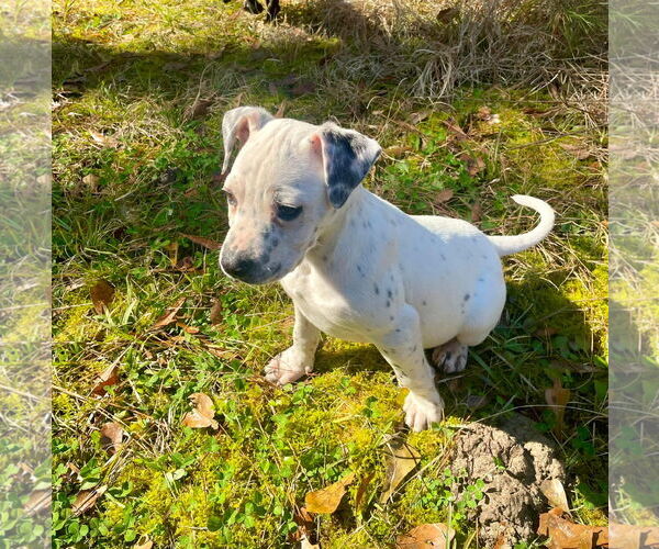 Medium Photo #3 American Pit Bull Terrier-Unknown Mix Puppy For Sale in Slidell, LA, USA