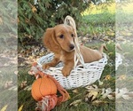 Honey - Female Dachshund Puppy for Sale - Photo #2