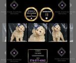 Puppy Cohen F1B Goldendoodle (Miniature)