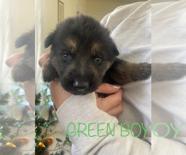 Medium Photo #14 German Shepherd Dog Puppy For Sale in SPRINGFIELD, IL, USA
