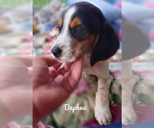 Beagle Puppy for sale in WHITEVILLE, NC, USA