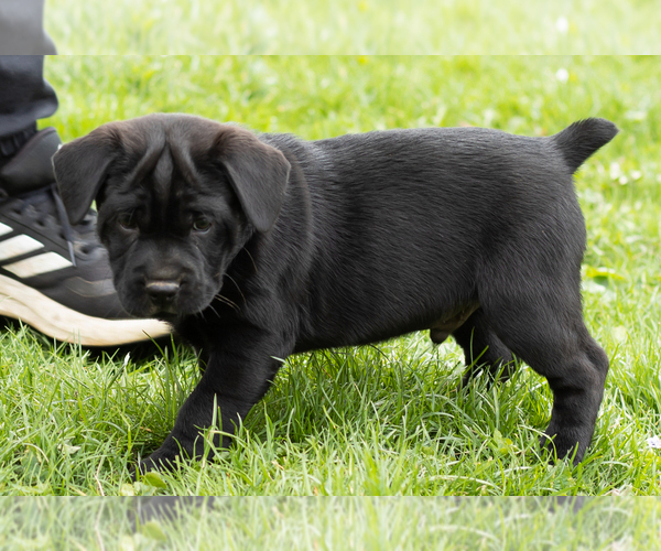 Medium Photo #1 Cocker-Pei Puppy For Sale in MILLERSBURG, IN, USA
