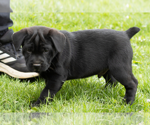 Cocker-Pei Puppy for sale in MILLERSBURG, IN, USA