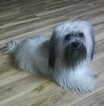 Small Photo #1 Havanese Puppy For Sale in CLINTON, AR, USA
