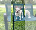 Small #16 French Bulldog