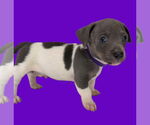 Small #2 Dachshund