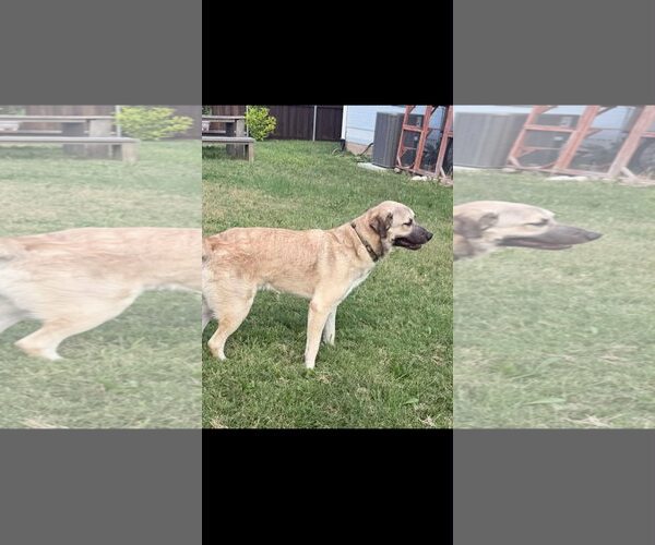 Medium Photo #3 German Shepherd Dog-Unknown Mix Puppy For Sale in Dallas, TX, USA