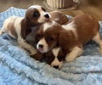 Small Cavalier King Charles Spaniel