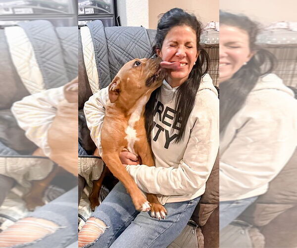 Medium Photo #5 Bullboxer Pit Puppy For Sale in Brewster, NY, USA