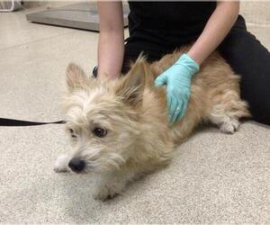 Mutt Dogs for adoption in Riverside, CA, USA