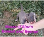 Small #14 American Pit Bull Terrier
