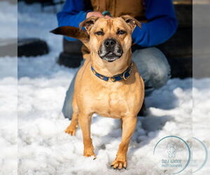 AC - Ajax - Male American Staffordshire Terrier-Labrador Retriever Mix Dog for Adoption - Photo #13