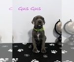 Small Photo #1 Great Dane Puppy For Sale in FLOWERY BRANCH, GA, USA