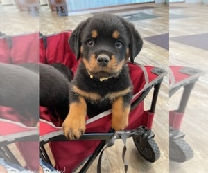 Rottweiler Puppy for sale in WINDOM, MN, USA