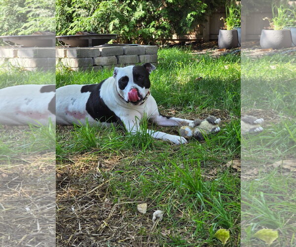 Medium Photo #5 American Pit Bull Terrier Puppy For Sale in Germantown, OH, USA