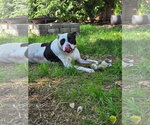 Small #4 American Pit Bull Terrier