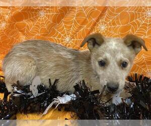 Australian Cattle Dog Dogs for adoption in Modesto, CA, USA