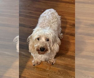 Dachshund Dogs for adoption in Shelbyville, TN, USA