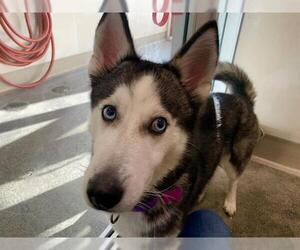 Siberian Husky Dogs for adoption in Berkeley , CA, USA