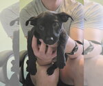 Blanche - Female Shih Tzu-Unknown Mix Dog for Adoption - Small photo