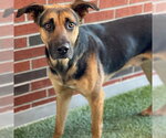 Small German Shepherd Dog