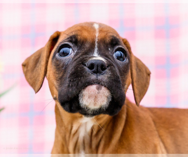 Medium Photo #7 Boxer Puppy For Sale in WAKARUSA, IN, USA