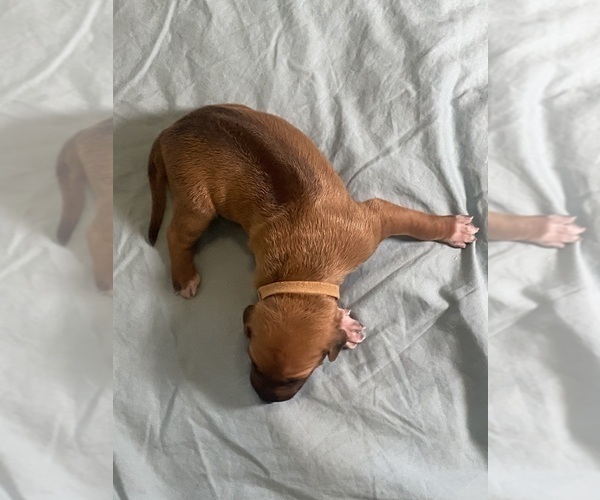 Medium Photo #171 Rhodesian Ridgeback Puppy For Sale in KELLER, TX, USA